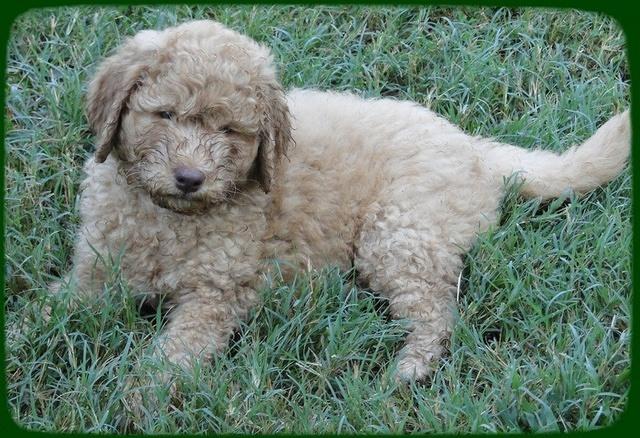 SR pups 7 wks old 12