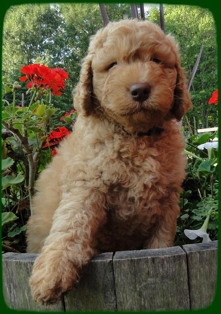 SR pups 7 wks old 13