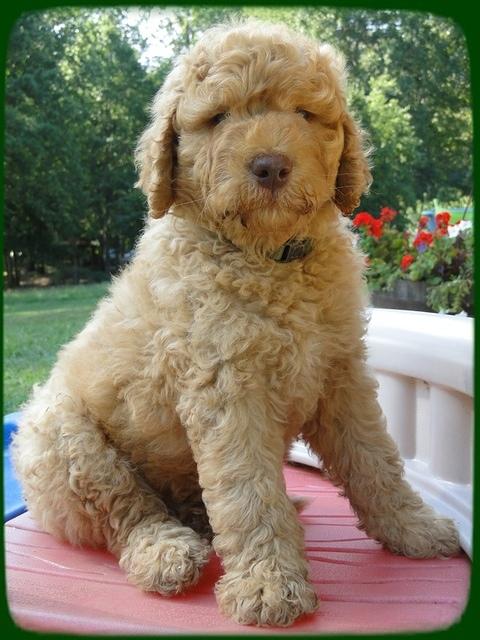 SR pups 7 wks old 16