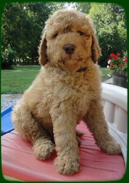 SR pups 7 wks old 17