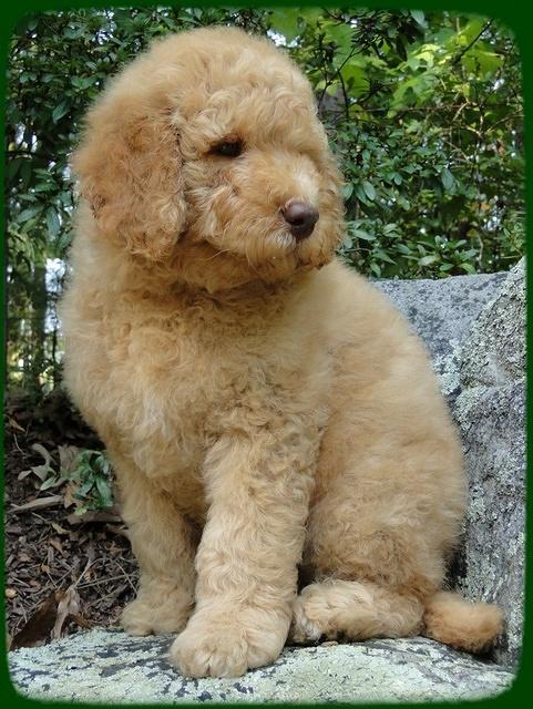 SR pups 8 wks old 7