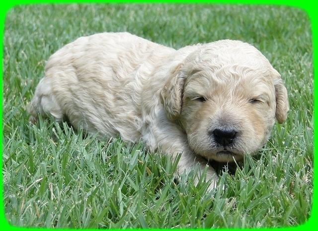 SR pups 2 wks old 18