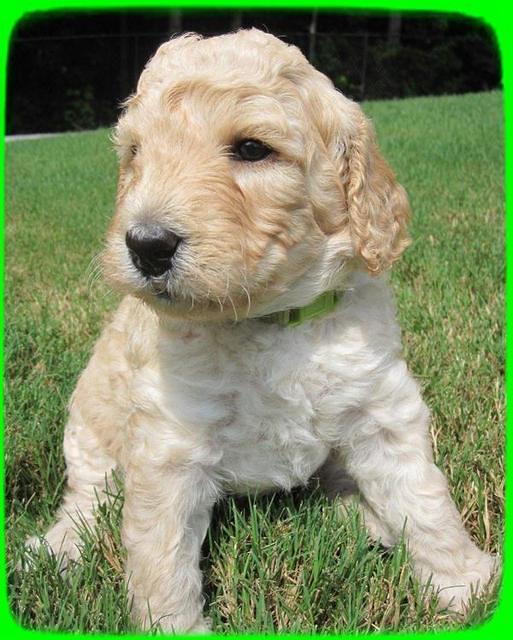 SR pups 4 wks old 17