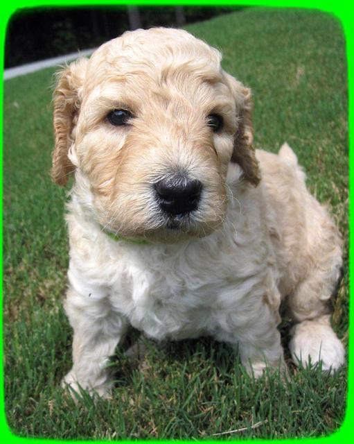 SR pups 4 wks old 18