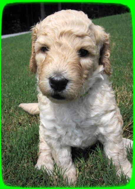 SR pups 4 wks old 20