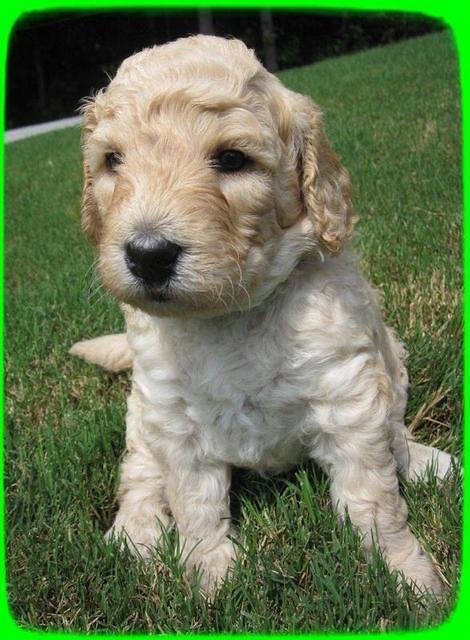 SR pups 4 wks old 21