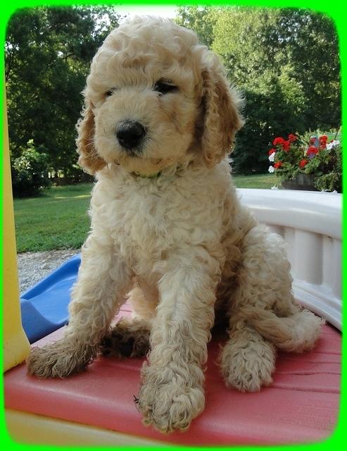 SR pups 7 wks old 33