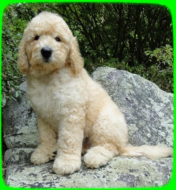 SR pups 8 wks old 51 (2)