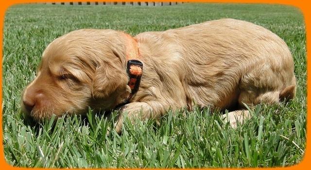 SR pups 2 wks old 36