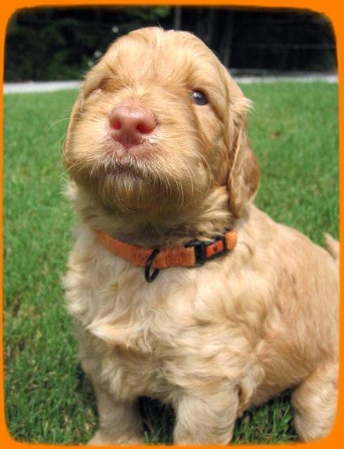 SR pups 4 wks old 28