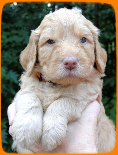 SR pups 4 wks old face 20