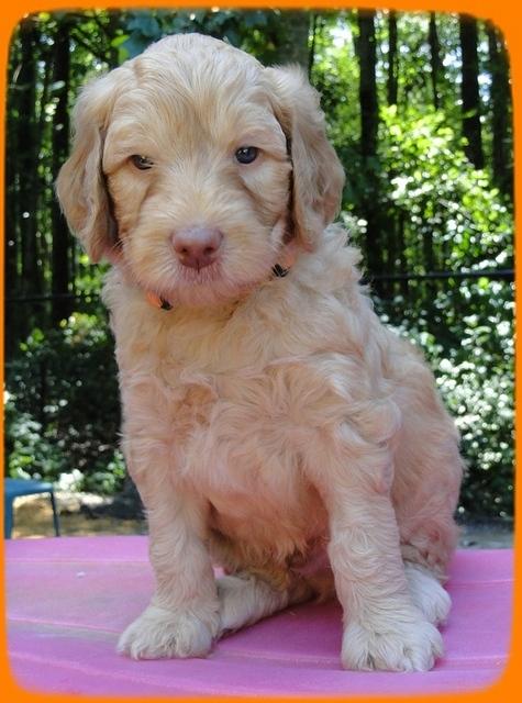 SR pups 5 wks old 12