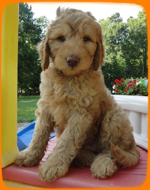 SR pups 7 wks old 34