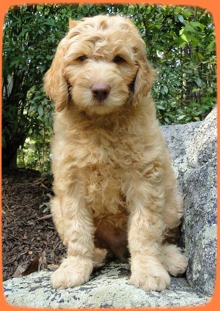 SR pups 8 wks old 17