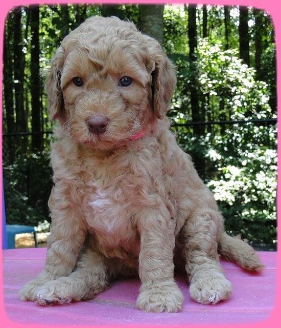 SR pups 5 wks old 19