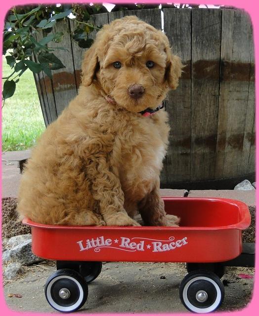 SR pups 6 wks old 33