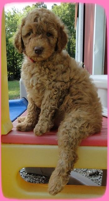 SR pups 7 wks old 29