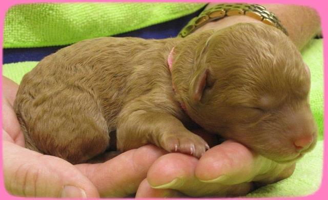 SR pups newborn 5