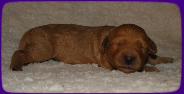 SR pups 1 wk old 14