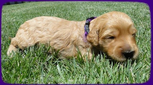 SR pups 2 wks old 32