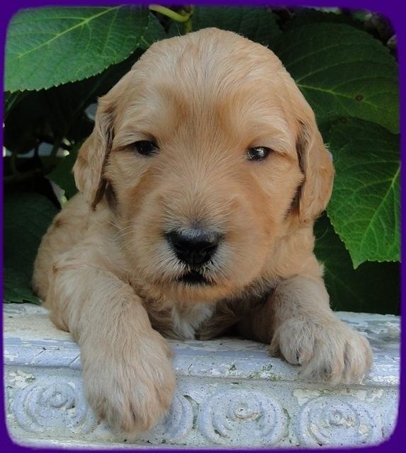 SR pups 3 wks old 10