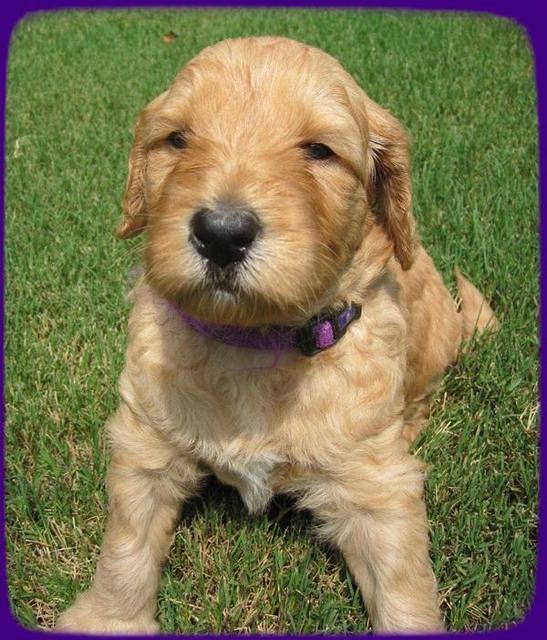 SR pups 4 wks old 48