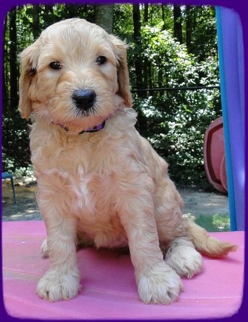 SR pups 5 wks old 4