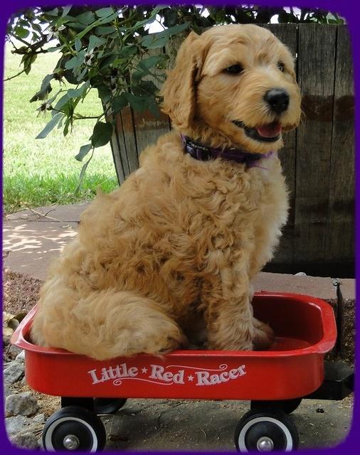 SR pups 6 wks old 26