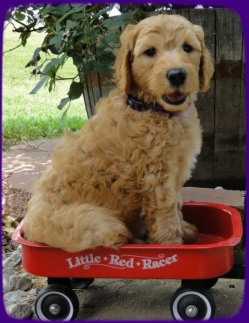 SR pups 6 wks old 28