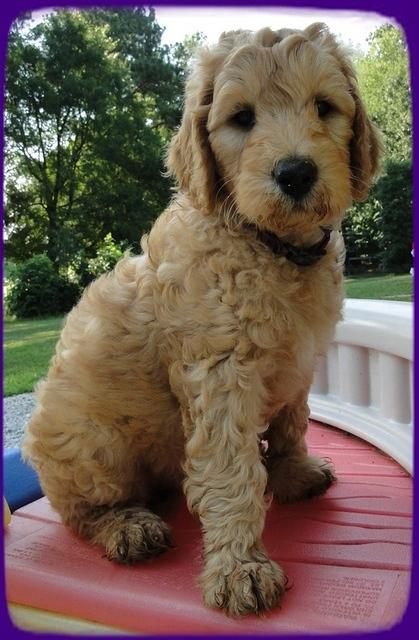 SR pups 7 wks old 23