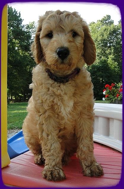 SR pups 7 wks old 24