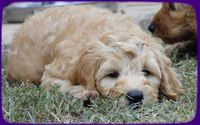 SR pups 8 wks old 51