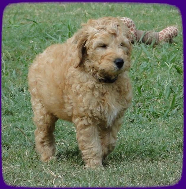 SR pups 8 wks old 56