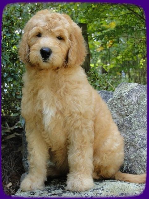 SR pups 9 wks old 1