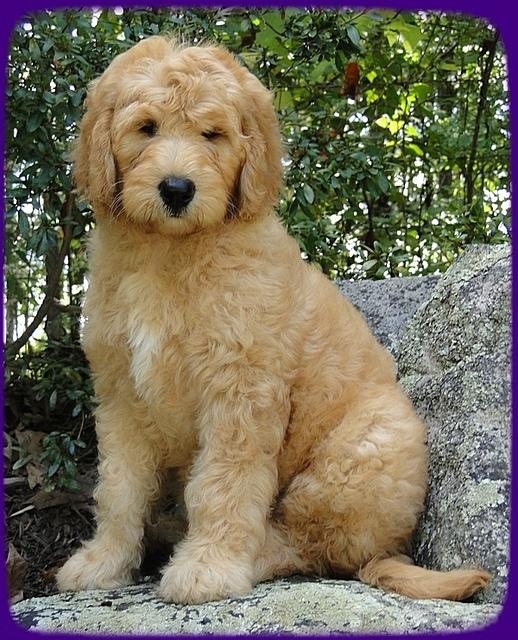 SR pups 9 wks old 6