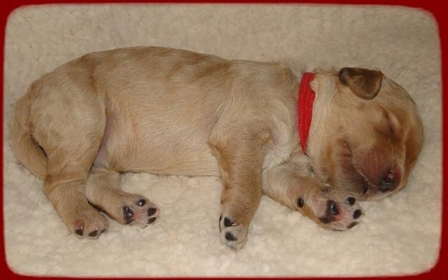 SR pups 1 wk old 16