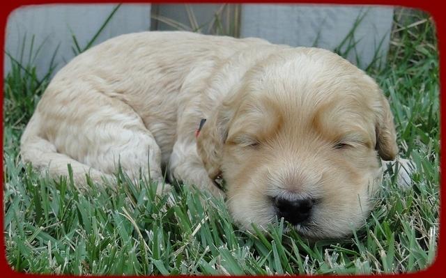 SR pups 2 wks old 25