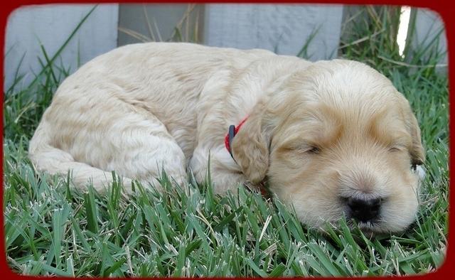 SR pups 2 wks old 27