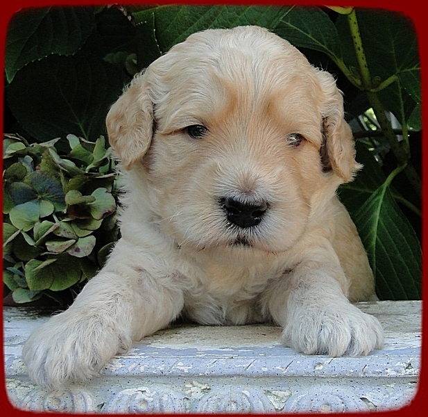 SR pups 3 wks old 12