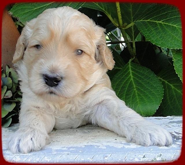 SR pups 3 wks old 15