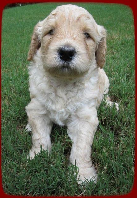 SR pups 4 wks old 6