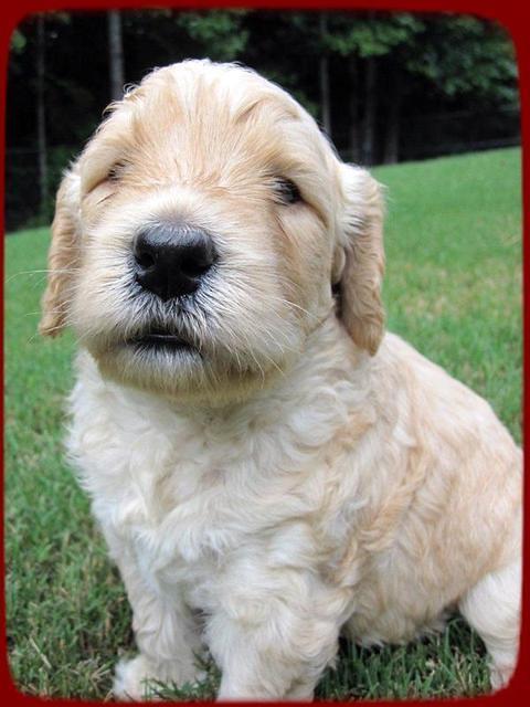 SR pups 4 wks old 9