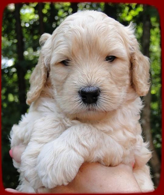 SR pups 4 wks old face 14