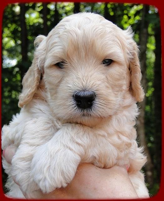 SR pups 4 wks old face 15