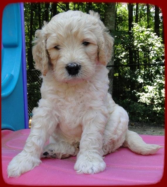 SR pups 5 wks old 18