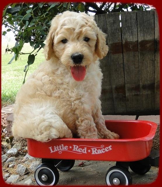 SR pups 6 wks old 6