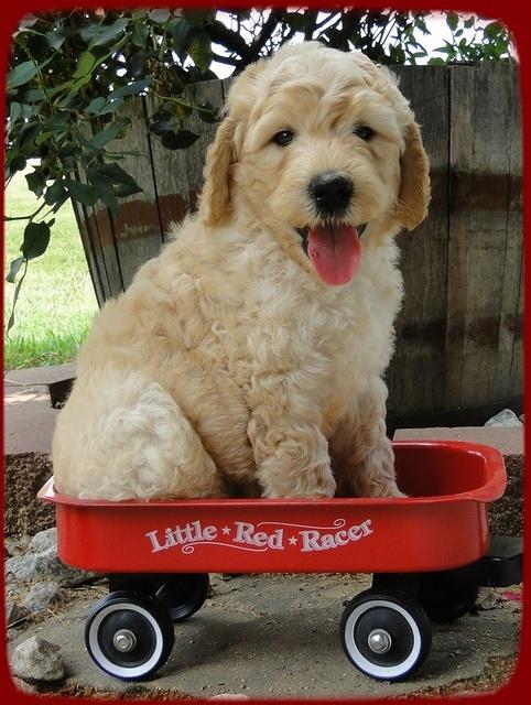 SR pups 6 wks old 7