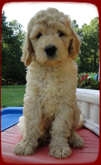 SR pups 7 wks old 10