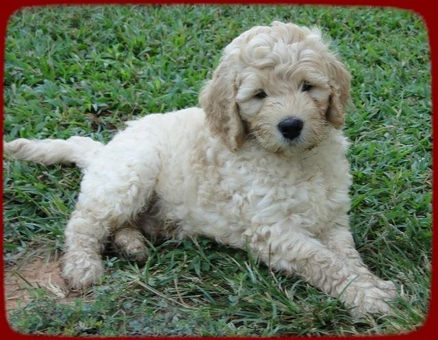 SR pups 7 wks old 7