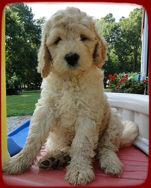 SR pups 7 wks old 8